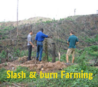 Slush & Burn Farming Practices